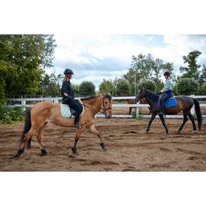 MiniatureEquitation